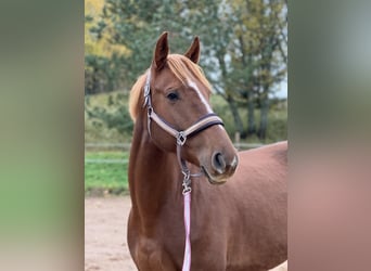 Latvian Warmblood, Mare, 5 years, 16.1 hh, Chestnut