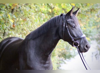 Latvian Warmblood, Mare, 6 years, 16,1 hh, Black