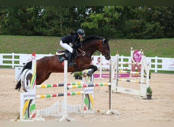 Latvian Warmblood, Mare, 6 years, 16,2 hh, Bay