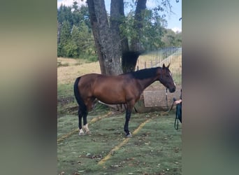 Latvian Warmblood, Mare, 6 years, 16.2 hh, Brown