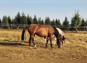 Latvian Warmblood, Mare, 6 years, 16.2 hh, Brown