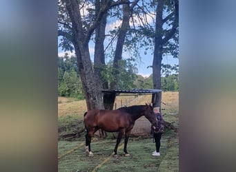 Latvian Warmblood, Mare, 6 years, 16.2 hh, Brown