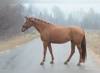 Latvian Warmblood, Mare, 6 years, 16.2 hh, Chestnut