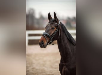 Latvian Warmblood, Mare, 6 years, 16 hh, Bay-Dark