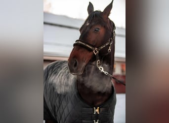 Latvian Warmblood, Mare, 6 years, 16 hh, Bay-Dark