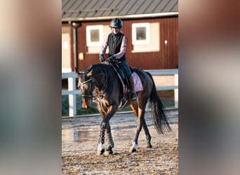 Latvian Warmblood, Mare, 6 years, 16 hh, Bay-Dark
