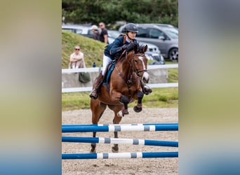 Latvian Warmblood, Mare, 6 years, 16 hh, Brown