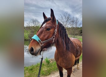 Latvian Warmblood, Mare, 7 years, 15.1 hh, Brown