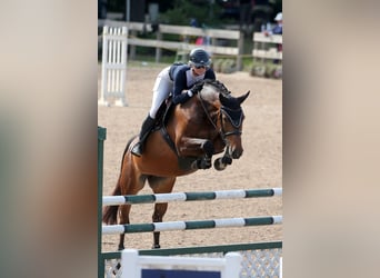 Latvian Warmblood, Mare, 7 years, 16,1 hh, Brown