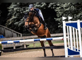 Latvian Warmblood, Mare, 7 years, 16,1 hh, Brown