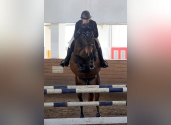 Latvian Warmblood, Mare, 7 years, 16.1 hh, Brown
