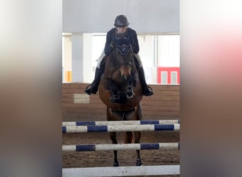 Lettisches Warmblut, Stute, 7 Jahre, 16,1 hh, Brauner