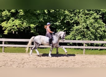 Latvian Warmblood Mix, Mare, 7 years, 16.1 hh, Gray-Blue-Tan