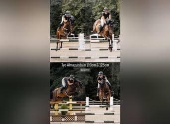 Lettisches Warmblut, Stute, 7 Jahre, 16,2 hh, Rotbrauner