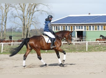 Latvian Warmblood, Mare, 7 years, 16.3 hh, Brown