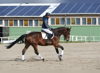 Latvian Warmblood, Mare, 7 years, 16.3 hh, Brown