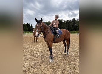 Latvian Warmblood, Mare, 7 years, 16 hh, Bay
