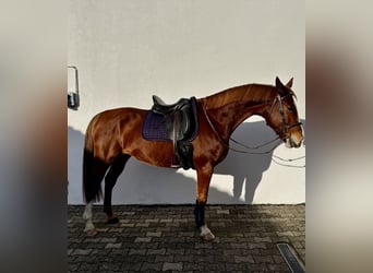 Latvian Warmblood, Mare, 7 years, 16 hh, Chestnut-Red