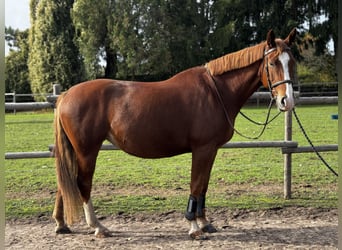 Latvian Warmblood, Mare, 7 years, 16 hh, Chestnut-Red