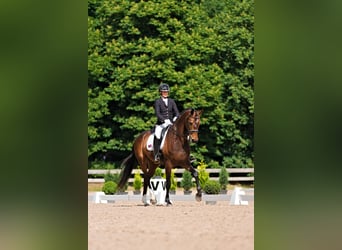 Latvian Warmblood, Mare, 7 years, 17,1 hh, Bay-Dark