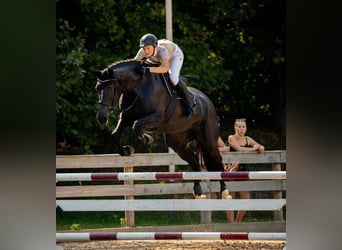 Latvian Warmblood, Mare, 8 years, 16,2 hh, Black