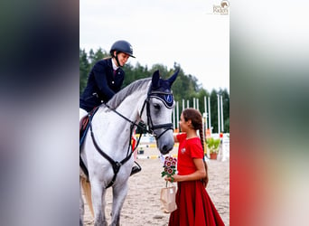 Latvian Warmblood, Mare, 8 years, 16,2 hh, Gray