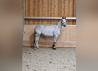 Latvian Warmblood, Mare, 8 years, 16.2 hh, Grey