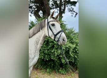 Latvian Warmblood, Mare, 9 years, 15,1 hh, Gray