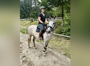 Latvian Warmblood, Mare, 9 years, 15,1 hh, Gray