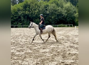 Latvian Warmblood, Mare, 9 years, 15,1 hh, Gray