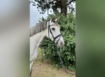 Latvian Warmblood, Mare, 9 years, 15,1 hh, Gray