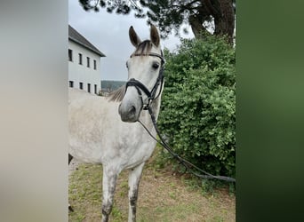 Latvian Warmblood, Mare, 9 years, 15,1 hh, Gray