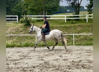 Latvian Warmblood, Mare, 9 years, 15,1 hh, Gray