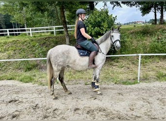 Latvian Warmblood, Mare, 9 years, 15,1 hh, Gray