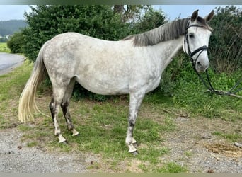 Latvian Warmblood, Mare, 9 years, 15,1 hh, Gray