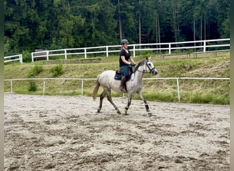Latvian Warmblood, Mare, 9 years, 15,1 hh, Gray