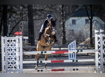 Lettisches Warmblut, Stute, 9 Jahre, 16,2 hh, Rotbrauner