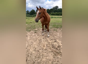 Latvian Warmblood, Mare, 9 years, 16 hh, Chestnut-Red