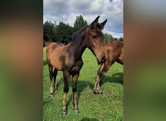 Latvian Warmblood, Stallion, 1 year, 16 hh, Bay-Dark