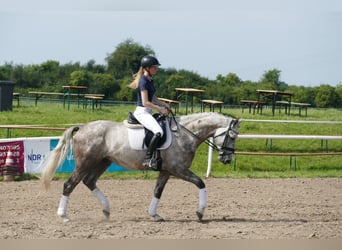 Latvian Warmblood, Stallion, 4 years, 16 hh, Gray