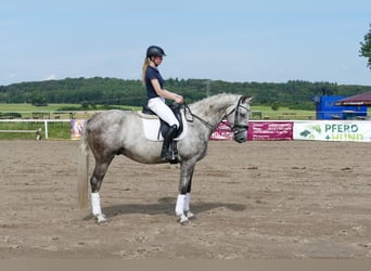 Latvian Warmblood, Stallion, 4 years, 16 hh, Gray