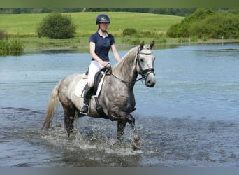 Latvian Warmblood, Stallion, 4 years, 16 hh, Gray