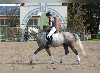 Latvian Warmblood, Stallion, 4 years, 16 hh, Gray