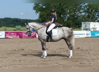 Latvian Warmblood, Stallion, 4 years, 16 hh, Gray