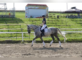 Latvian Warmblood, Stallion, 4 years, 16 hh, Gray