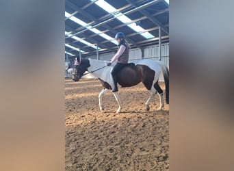 Lease/Trainpaardje gezocht