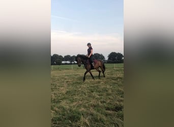 Lease/verzorg pony gezocht 