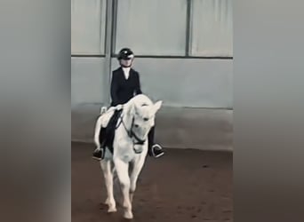 Leergierige ruiter (13) zoekt een paartje om mee te trainen en te genieten 