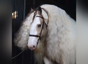 Gypsy Horse, Stallion, 11 years, 15.2 hh, Tobiano-all-colors