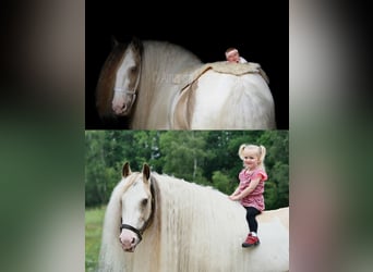 Gypsy Horse, Stallion, 11 years, 15.2 hh, Tobiano-all-colors